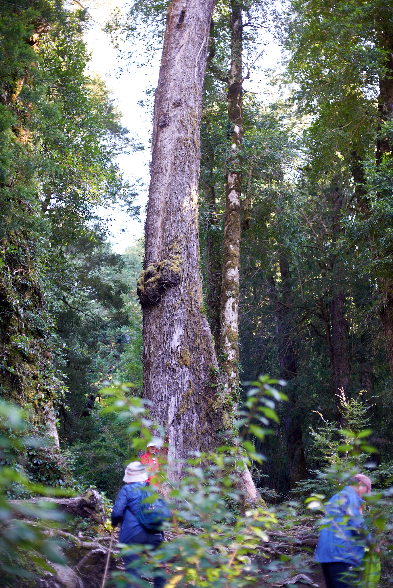 20200317 871 [칠레] 푸콘 우에르케우에 국립공원 트레킹